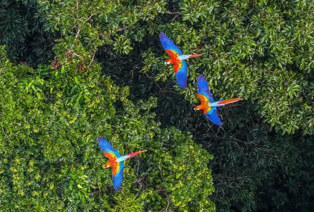 Mengenal Burung Beo, Mulai Dari Habitat dan Juga Keistimewaannya