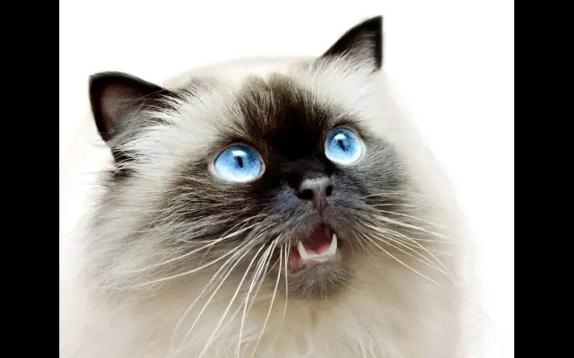 7 Cara Merawat Kucing Himalaya, Tidak Hanya Sekedar Memberi Perhatian dan Cinta, Perlu Komitmen Lebih