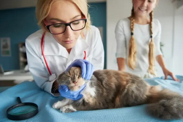 Bermasalah dengan Kutu Kucing? Lakukan 5 Langkah Berikut Ini Agar Anabul Terbebas dari Gangguan yang Menyebalkan