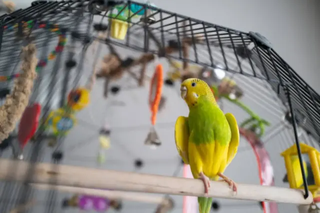 Tips Merawat Burung Beo dari Pengaturan Makanan, Air hingga Mainan Kesukaannya