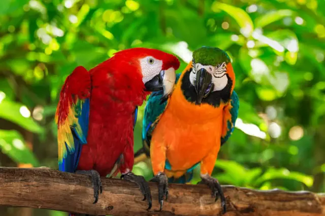 Tips Memberi Makan Burung Beo yang Tak Melulu Makan Biji-bijian Saja