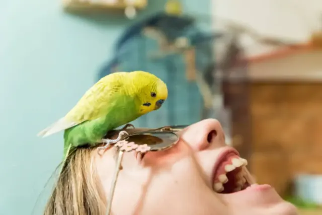 Cara Agar Burung Beo Tidak Stres, Ini Tips Bermain dengan Burung Beo yang Suka Mainan Kunyah
