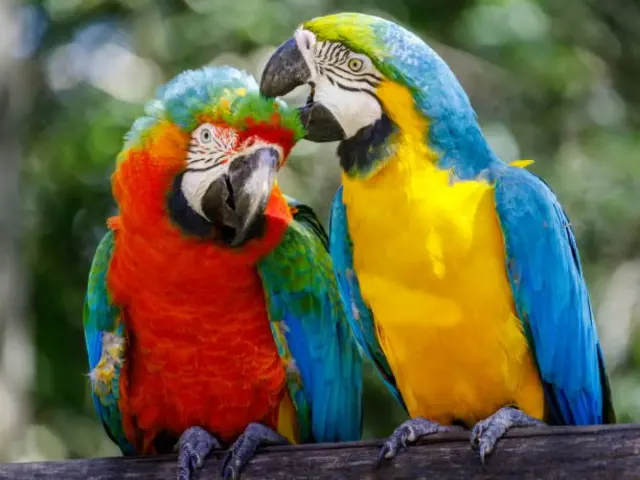 5 Fakta Menarik Burung Beo, Termasuk Hewan Setia Lho!