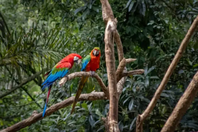 Rahasia Umur Panjang Burung Beo, Termasuk karena Menjadi Burung Pintar