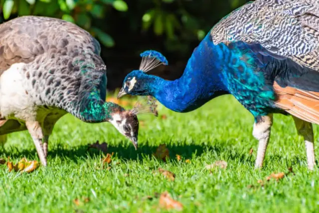 Mengenal Burung Merak, Si Cantik yang Hampir Punah