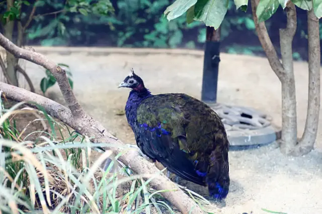 3 Spesies Burung Merak yang Tersebar di Seluruh Dunia