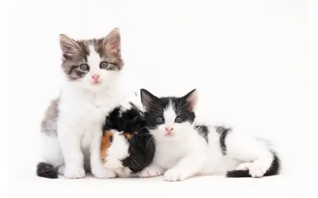 6 Tips Menjaga Anak Kucing agar Tidak Mengalami Diare, Pastikan Untuk Melakukannya Agar Anabul Sehat