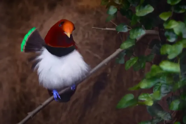 Mengenal JeniS Burung Cendrawasih, Si Cantik Titisan Dari Surga