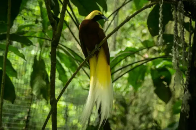Mengenal Burung Cendrawasih Kuning, Si Cantik Titisan Surga
