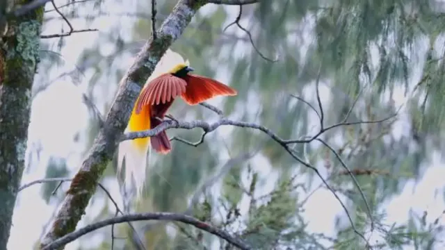 Mengenal Burung Cendrawasih, Si Cantik Titisan Dari Surga
