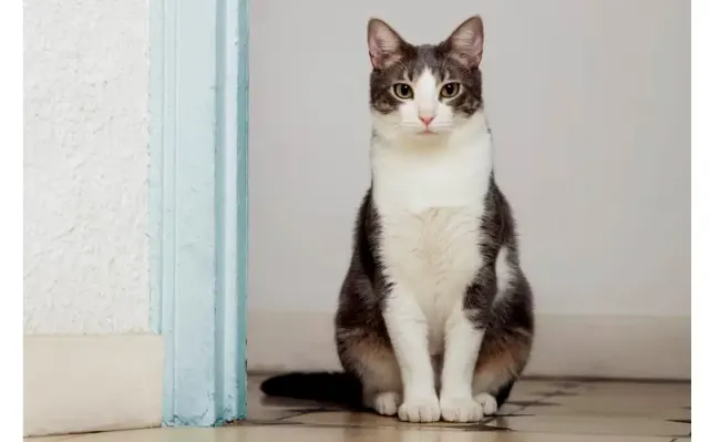 Metode Melatih Kucing yang Bisa Kamu Terapkan Kepada Kucing Peliharaanmu, Sangat Mudah dan Efektif!