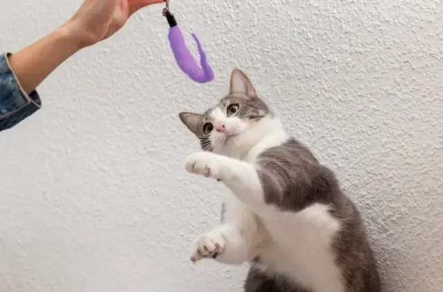 6 Langkah ini Harus Kamu Siapkan Sebelum Mulai Melatih Kucing, Biar Hasilnya Lebih Baik
