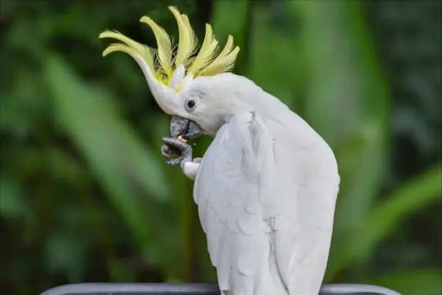 Mengenal Burung Kakatua, yang Namanya Berasal Dari Abad ke-17