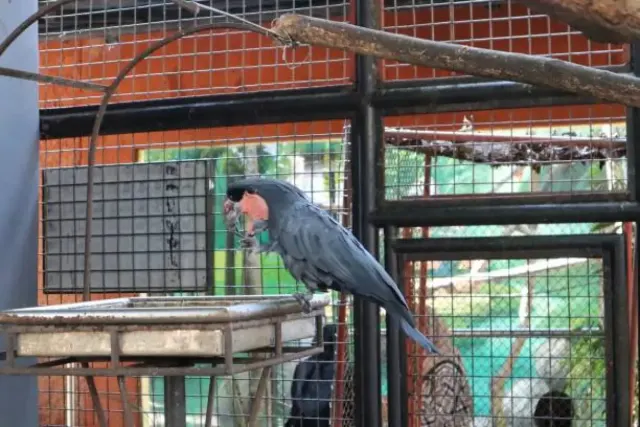Mengenal Habitat dan Makanan Burung Kakatua