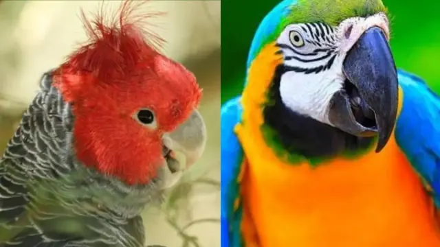 Sama-sama Burung Cerdas, Ini Perbedaan Kakatua dan Beo
