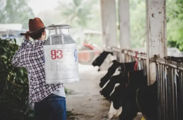 Ucapan Hari Susu Sedunia 2023, Ungkapan Terima Kasih Pada Peternak Sapi di Seluruh Dunia