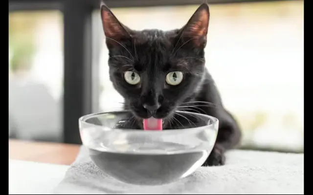 Ini Alasan Mengapa Kucing Minum Lebih Banyak Air yang Perlu Kamu Simak. Bisa Jadi Indikasi Adanya Penyakit Serius