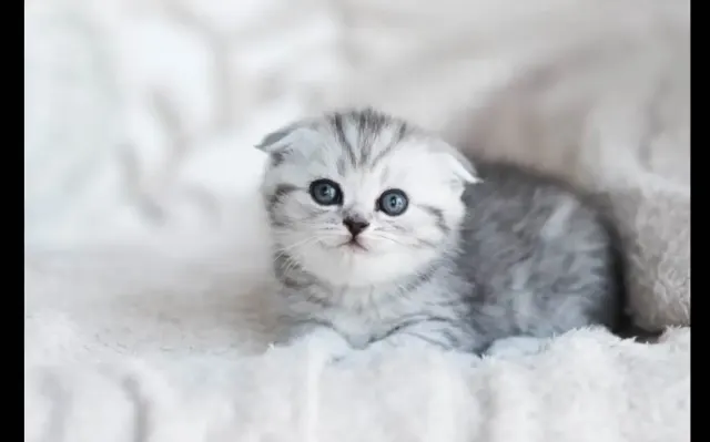 Memilih Makanan yang Tepat dan Sehat Untuk Anak Kucing, Mana yang Boleh dan Tidak Boleh Diberikan