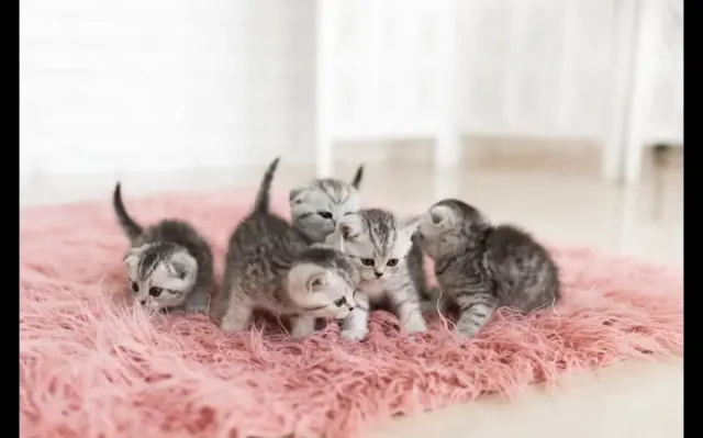 Yuk Kenali Fading Syndrome pada Anak Kucing, Gejala, Pengobatan dan Bagaimana Mencegahnya