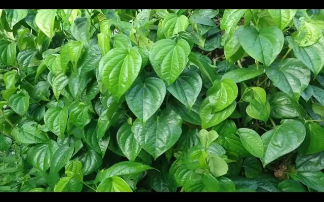 Manfaat Daun Sirih Untuk Kesehatan Tubuh, Ternyata Dapat Menyehatkan Kulit dan Rambut