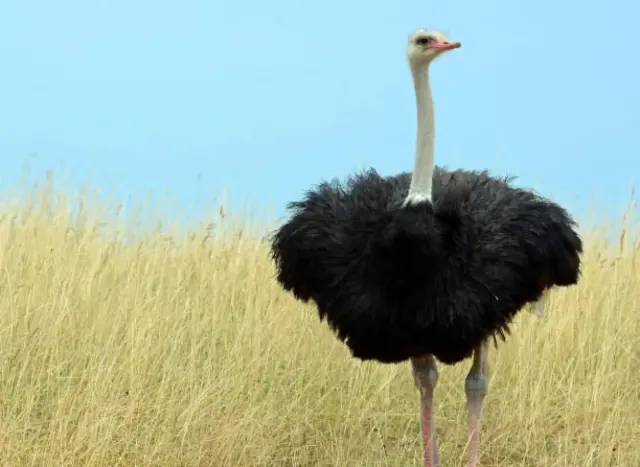 Fakta Menarik dari Kaki dan Sayap Burung Unta, Fungsinya Berbeda dari Burung pada Umumnya