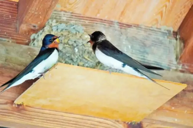 Peralatan Membuat Sarang Burung Walet, Semakin Lengkap, Hasilnya akan Memuaskan
