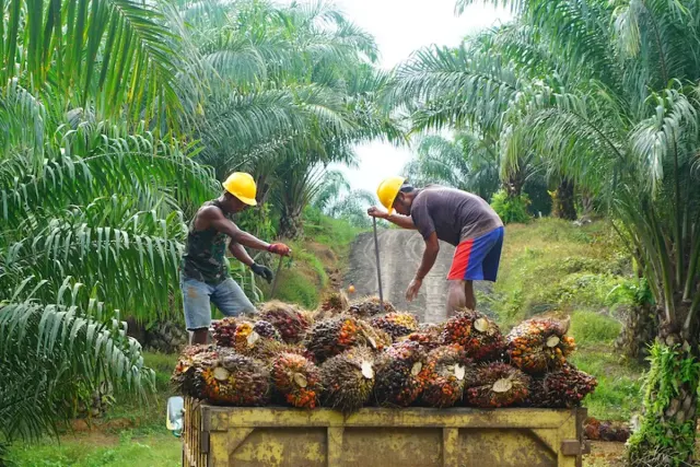 Harga CPO KPBN 6 Juni 2023 Withdraw Penawaran Tertinggi Rp 9.791/Kg