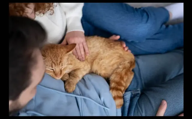 Berapa Lama Kucing Hamil dan Tahapan Kehamilan yang Perlu Diketahui