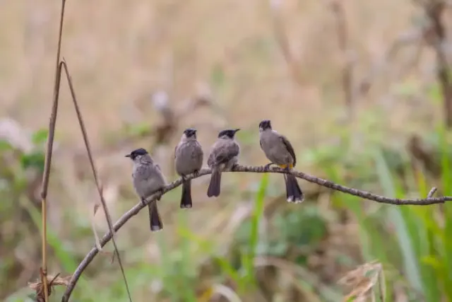 Mari Pelajari Jenis Jenis Burung Kutilang Berdasarkan Peta Persebarannya, dengan Sebutan Masing-masing Daerah