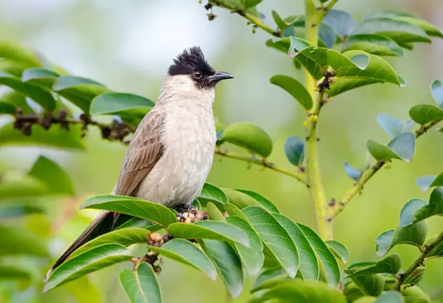 6 Fakta Menarik Burung Kutilang yang Jarang Diketahui, Termasuk si Kecil Ini Punya Jambul Unik Loh!