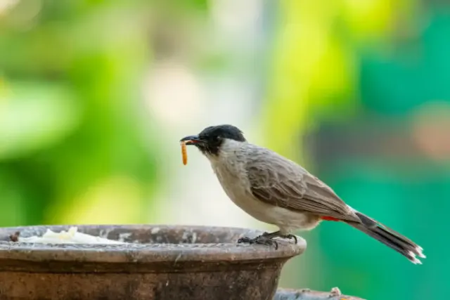 5 Makanan Kesukaan Burung Kutilang, pasti Lahap!