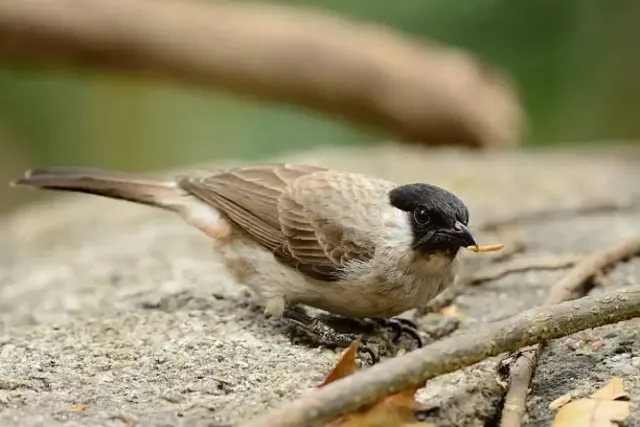 Tips Merawat Burung Kutilang, dari Kebersihan Kandang, Mandi dan Berjemur