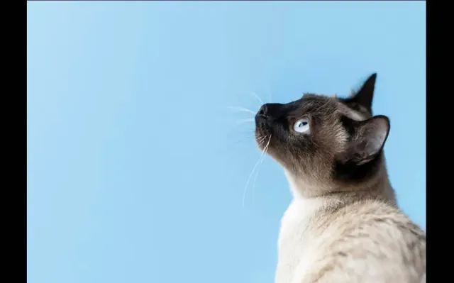 200 Rekomendasi Nama yang Lucu, Unik dan Paling Oke Untuk Kucing Jantan. Salah Satunya Mungkin Jadi Favorit Kamu