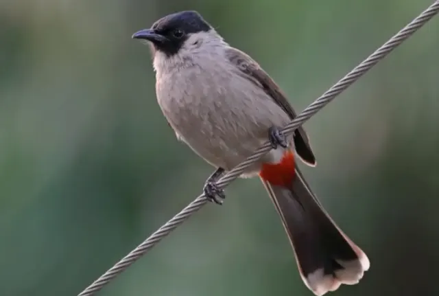 5 Mitos Memelihara Burung Kutilang, Bisa Mendatangkan Cinta Lho!
