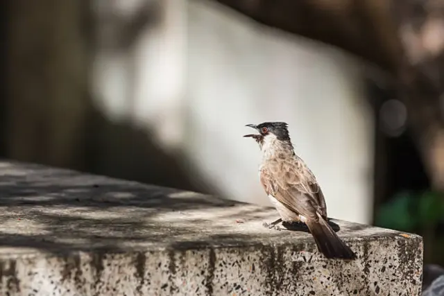 5 Tips Perawatan Untuk Burung Kutilang yang Harus Kamu Perhatikan