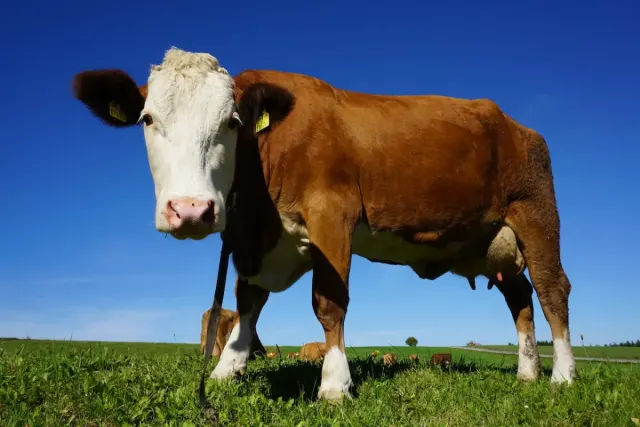 Hewan Kurban Kambing, Sapi dan Unta, Mana yang Paling Utama?