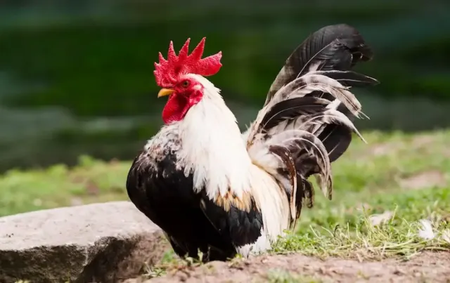 Mengapa Ayam Punya Sayap tapi Tak Bisa Terbang?