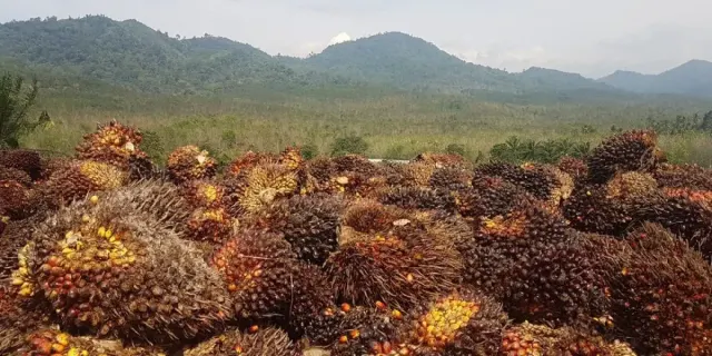 UPDATE! Harga Sawit Periode 14 hingga 20 Juni 2023 Turun Tipis, Cek Harganya Yuk!