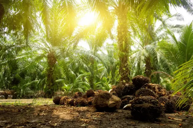 Pentingnya Penerapan Digitalisasi di Perkebunan Sawit