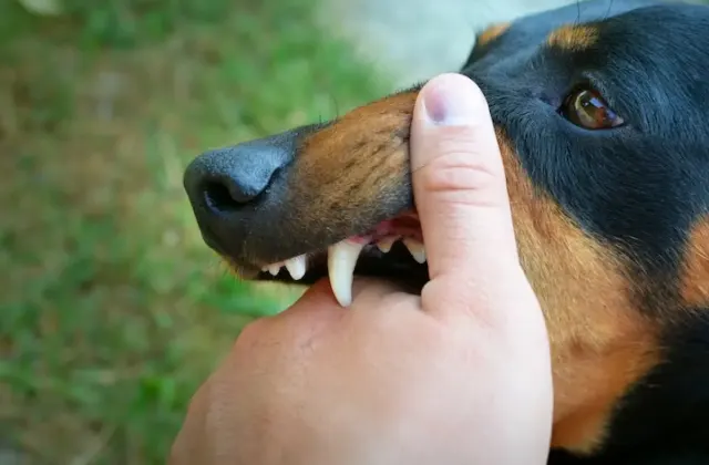 Mengapa Rabies Membuat Seseorang Takut Air?