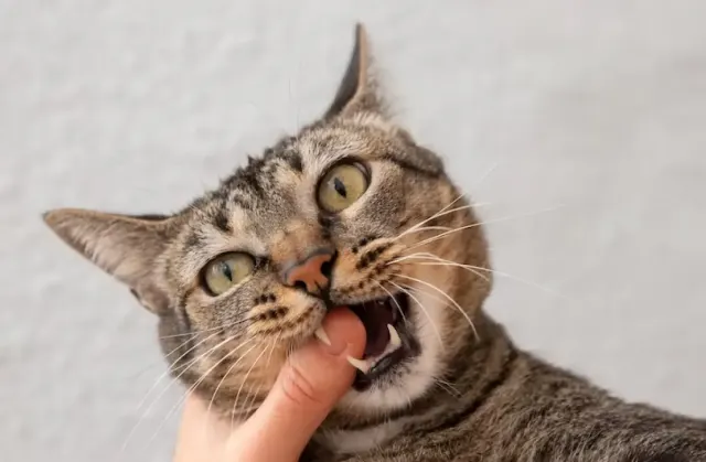 Kenali, Ini Tanda-tanda Rabies pada Kucing