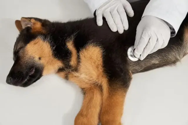 7 Tanda Rabies pada Anjing yang Perlu Diwaspadai
