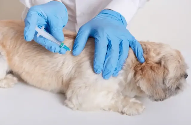 Kenali Apa Itu Rabies, Penyebab, Penularan, Gejala, dan Pengobatannya