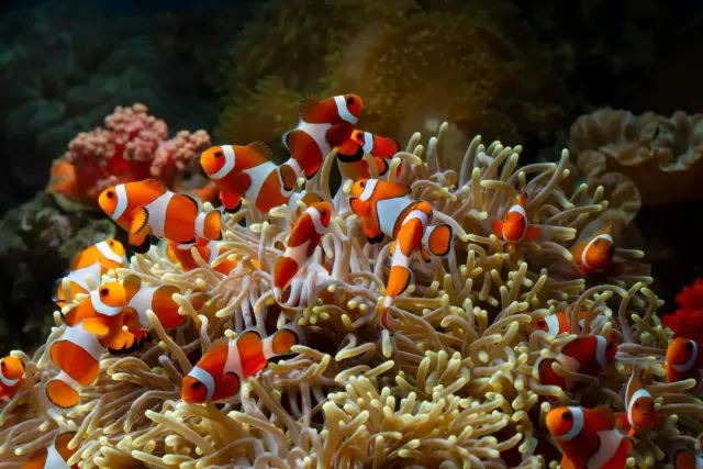 SmartFishSense, Teknologi yang Bisa Beritahu Ikan Peliharaan Lapar atau Kenyang