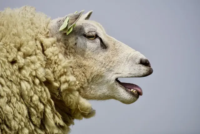 7 Keutamaan Qurban saat Idul Adha, Bukan Sekadar Menyembelih Kambing