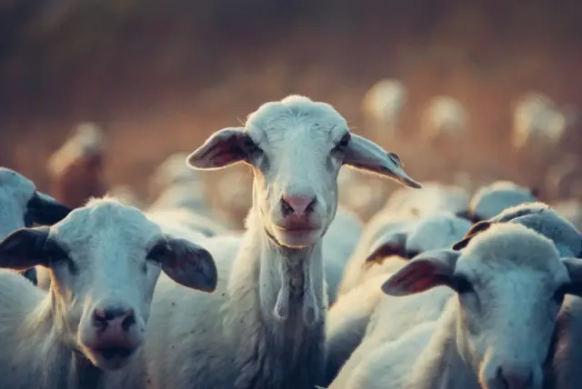 3 Makna Idul Adha yang Lebih dari Sekadar Makan Daging Kurban