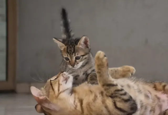 10 Alasan Mengapa Anak Kucing Tidak Bisa Hidup Tanpa Induknya, Ternyata Peran Induk Kucing sangat Penting Lho!