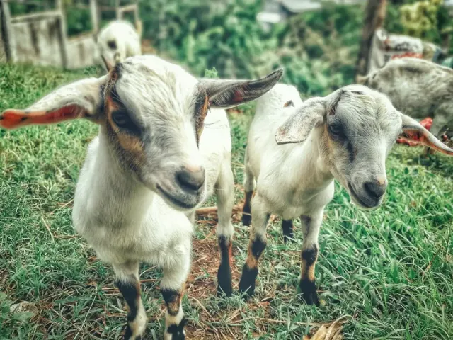Aqiqah untuk Anak Kembar, Bagaimana Cara yang Benar?