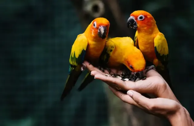 Mengenal Lebih Dekat Burung Nuri, Dari mulai Ciri Hingga Tips Bagaimana Melatihnya. Cocok Buat Kamu yang Ingin Memelihara Burung Pintar ini