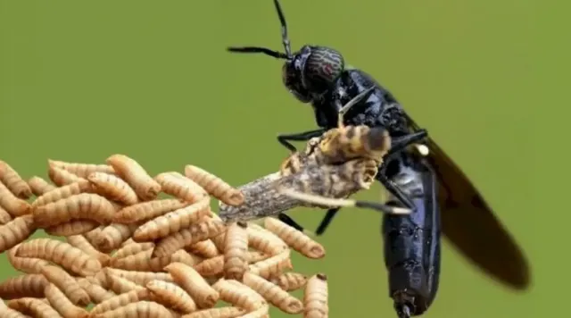 Mengenal Maggot BSF, Serangga yang Punya Peran Penting Dalam Menjaga Lingkungan Karena Piawai Mengolah Limbah Organik